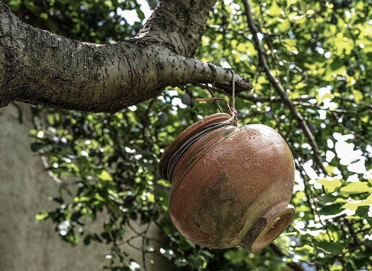 Clay pot hanging from a branch among leaves