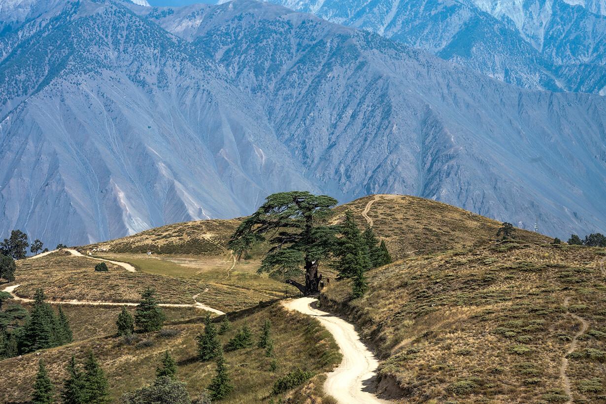 Mountain ridge with a lone cedar and a winding path