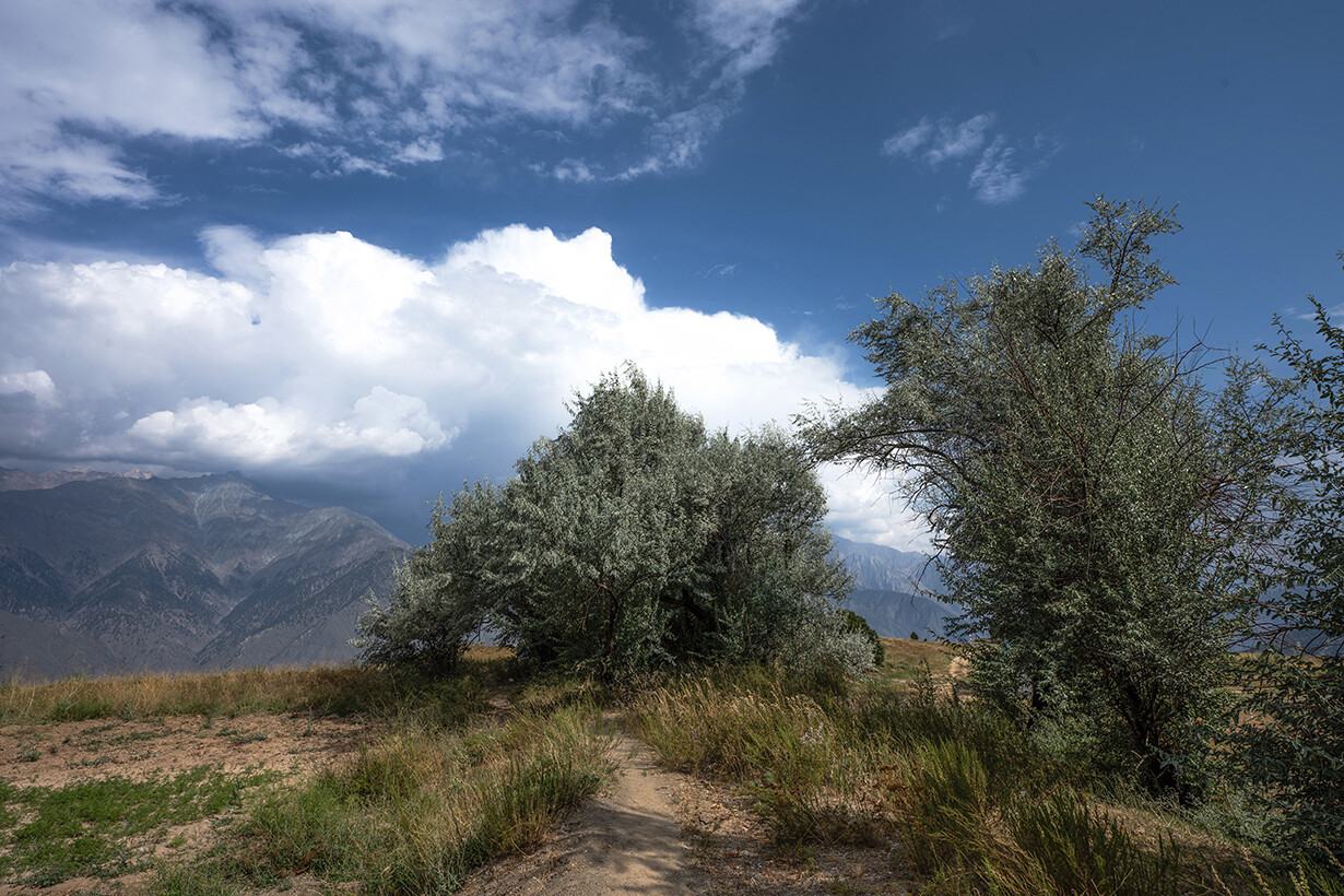 Wind-bent trees and clouds over a grassy hillside