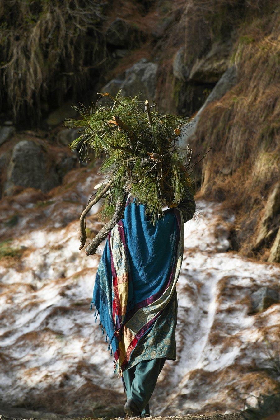 Person carrying a bundle of green branches on their back, wrapped in a bright shawl